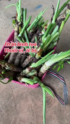 #thankinhtoa #thoatvidiadem #tebichantay 