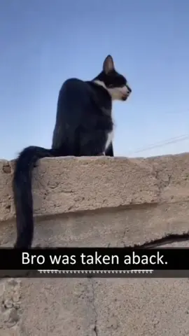 Try not to laugh 😂😂😂 #animals #funny #pet #dog #funnyanimals #funnyvideos #haha #dogsoftiktok #cat #funnypets #PetsOfTikTok 