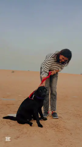 A little tail, a lot of love 🐾❤️ This is more than a pet… this is my best friend. #DogLove #MyFurryFriend #PawfectCompanion #UnconditionalLove #PetVibes #DogMoments #CuteDoggo #BestFriendForever #PawsomeLove #InstaDog