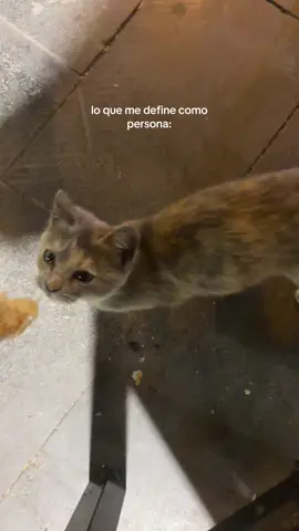 #fyp #gatos 