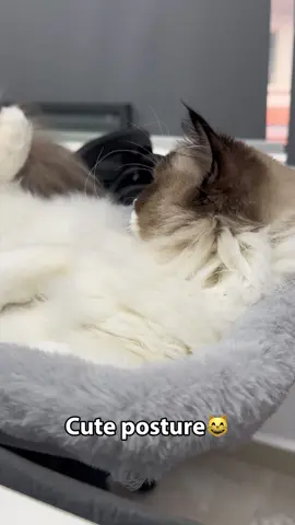 Cute posture😸 #cat #catbed #cutecat #cathammock #catlife #petsupplies #catlover #catsoftiktok #PetsOfTikTok 
