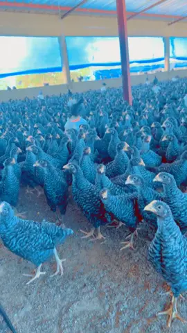 poussins 🐣 bleu d’Hollande repro de 41 jours 🤩#elevage #poulet #agriculture #oeufs #africa #agro #poussin 