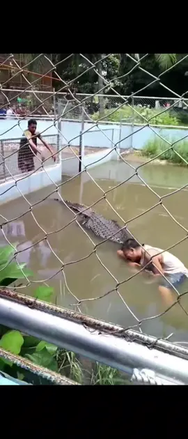Terjatuh Dalam Taman Buaya 😨😨😨. #menyeramkan #menyeramkan #buayaviral #buaya #buaya🐊 #tamanbuaya