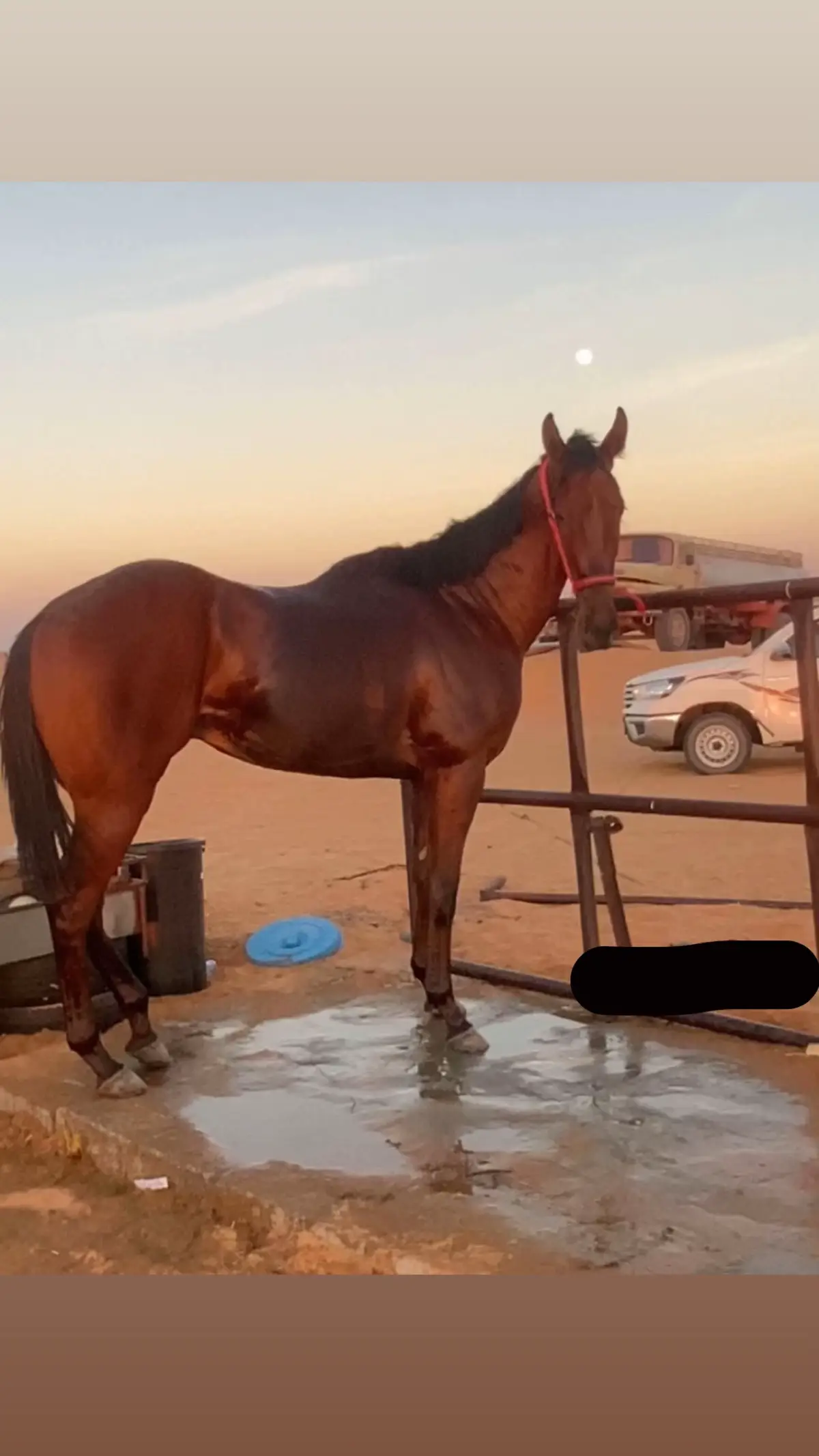 #البطل برهان الرياض🔥😎#مشاءالله #تشغيل_خيول_السرعه🐴 #شروره_نجران_الوديعة #سباقات #تصلال🔥🎠 #خيل_وخياله🐎 #الشعب_الصيني_ماله_حل😂😂 