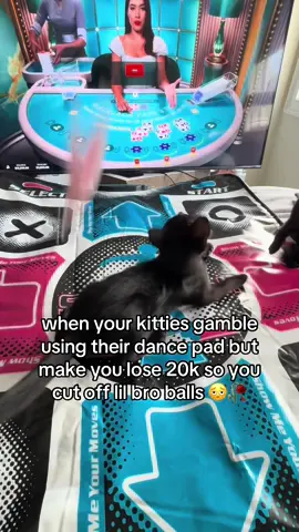 selling the cat to pay rent 😢🥀 #kitty #cat #gambling #funny 