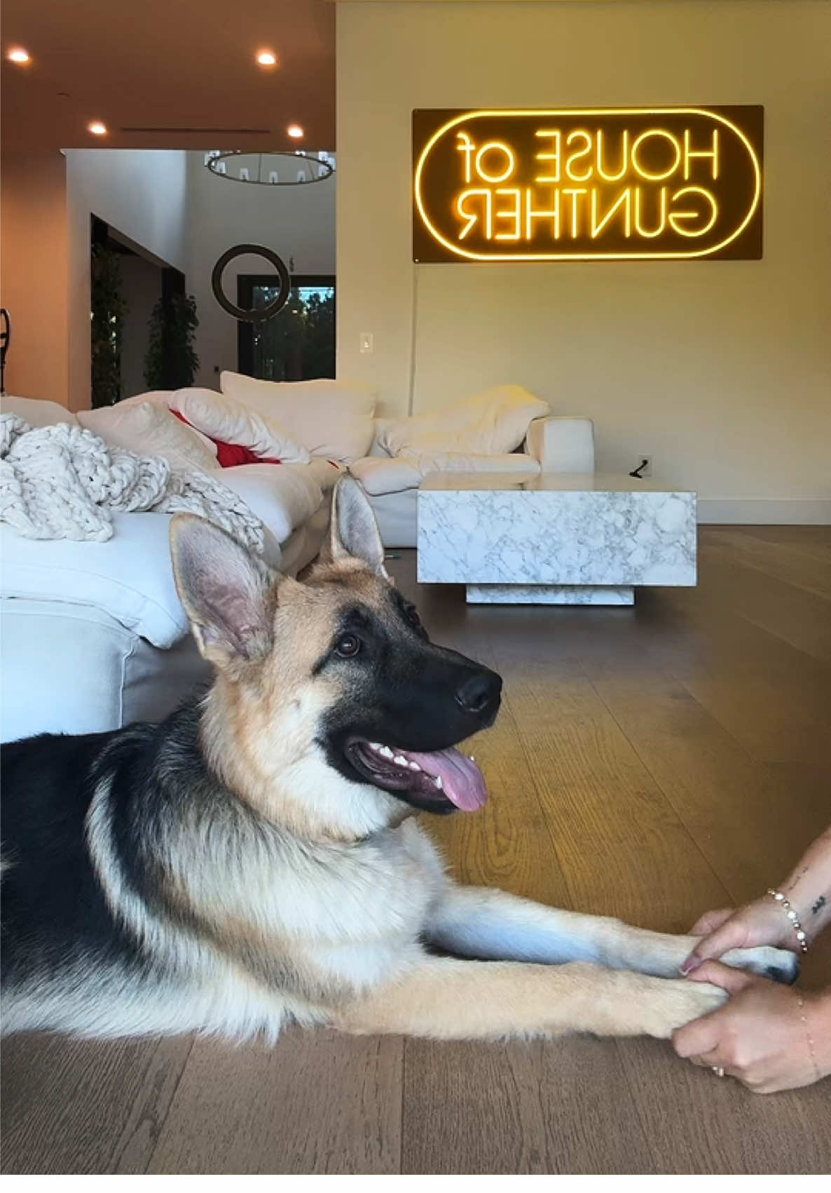 I woke up in a new Bugatti 🏁🏎️ @Michelle Kennelly #dogtok#funny#fyp#explore#houseofgunther