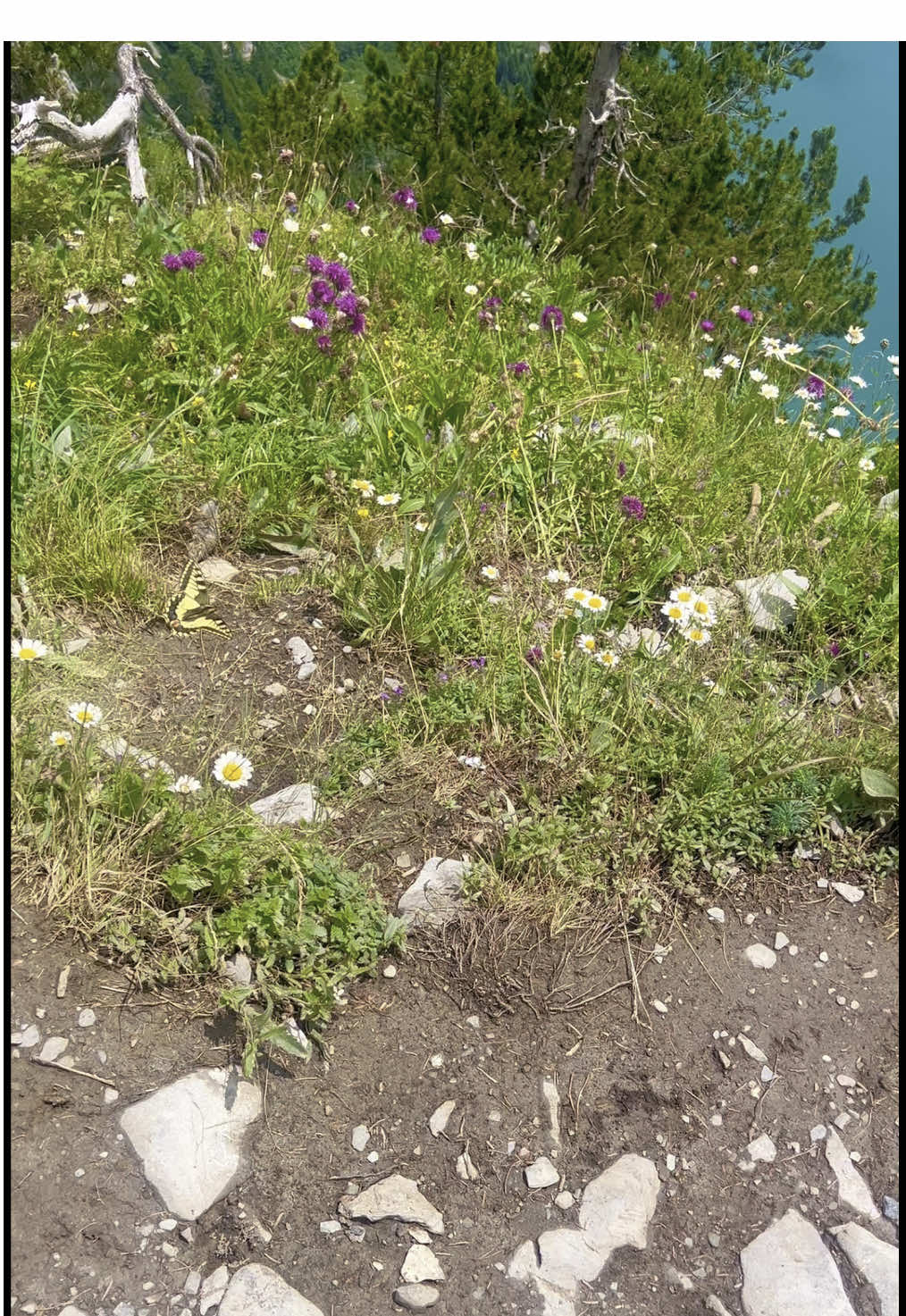 Butterfly was a paid actor  #oeschinensee #vinland #swissalps #scenic #fyp #viral #Hiking #nature #switzerland #backpacking 