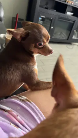 OH ITS ON! @zelda  #fyp #foryoupage #chihuahuastiktok #chihuahua #fypシ゚viral 