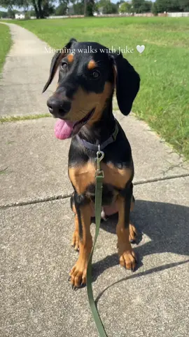 On cruise control today but we’re doing it!! #summertime #puppydog #babydog #doberman #fyp #morningwalks 