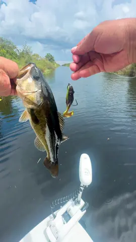 The swamp toad ain’t here to chill—it’s out here slayin’ bass and takin’ names. 🐸💥🎣 you can find my swamp toad in my TikTok shop.  #urbanfloridafishing #bassfishing #ToadLife #BassBeware #swamptoad 