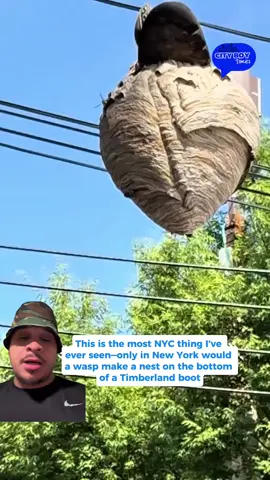 This is the most NYC thing I’ve ever seen—only in New York would a wasp make a nest on the bottom of a Timberland boot. These wasps gotta be from the city! 😂🗽 Video credit to @newyorkmyheartyy @wildwildwest180  #CityBoyTimes #NYCStories #OnlyInNY #TimberlandBoots #NYCWildlife #UrbanJungle #NYCStyle #NYCStruggles #WaspLife #CityVibes #NewYorkStrong #ViralNYC #TrendingNow #InstaNYC #CitySighting #FunnyNYC #UrbanNature #UnexpectedNYC #NYCOriginal #TimbsForever