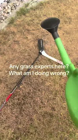 Today we are seeing some results🌱🔥 follow for part 6 #day5#wateringthingsg#grassjourneyd#day#dailyupdates#slowprogressp#patiencechallengef#foryoutransformation#gardening#water 