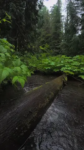 Rising up out of the clear waters of a quiet creek surrounded by lush green vegetation deep in the forest. The wet fallen tree speckled in moss adds to the untouched feel of this hidden place. A gentle reminder of how serene and alive the forest becomes when left undisturbed 😍