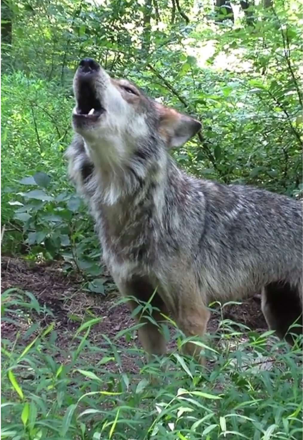 We’re calling on the Department of the Interior and the U.S. Fish & Wildlife Service to release Mexican gray wolf Asha and her family back into the wild where they belong. The Caldera Pack was supposed to be released last month, but their freedom has been postponed. Asha, her mate Arcadia, and their five pups would bolster the genetic diversity of the wild wolf population and would help rebalance ecosystems that have been damaged in their absence. Mexican wolves deserve to be wild. Take a stand and demand freedom for the Caldera Pack. #LetAshaRoam