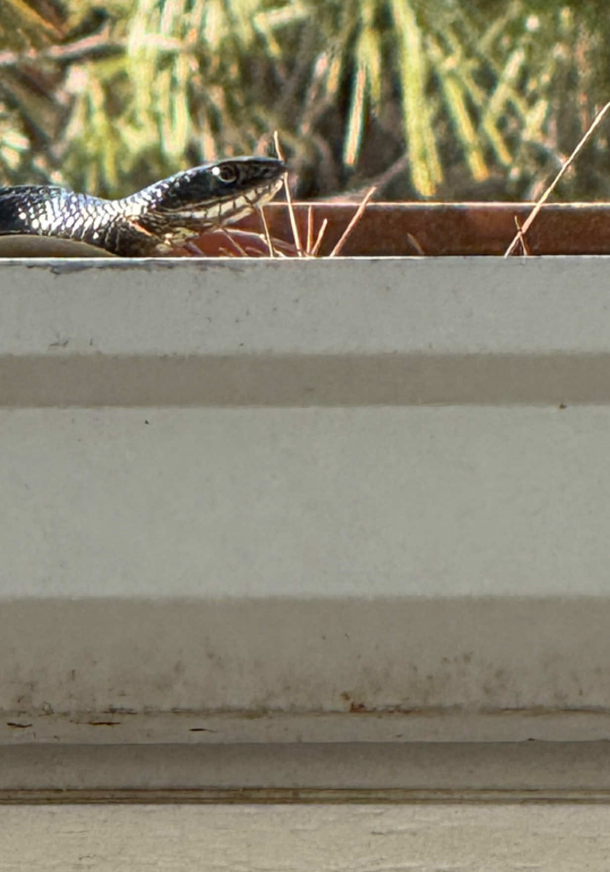 Wir hatten unheimlichen Besuch auf dem Campingplatz von einer Schlange. 🐍 #tiktok #foryoupage #fyp #foryou #viral #Love#funny #memes #followme #cute #fun #music #happy #fashion #follow #comedy #bestvideo #tiktok4fun #loveyoutiktok #thisis4u #animal #snakes 