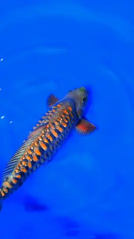 CAGOI ARAGOKE GINDRIN MALE 52CM .#ikanviral #fyp #koiindonesia #aquascape #koiblitar 