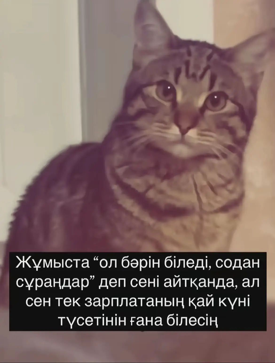 #жизаа #работатакаяработа #осек #сплетни #🤣🤣🤣 #😂 #бухгалтер #я 