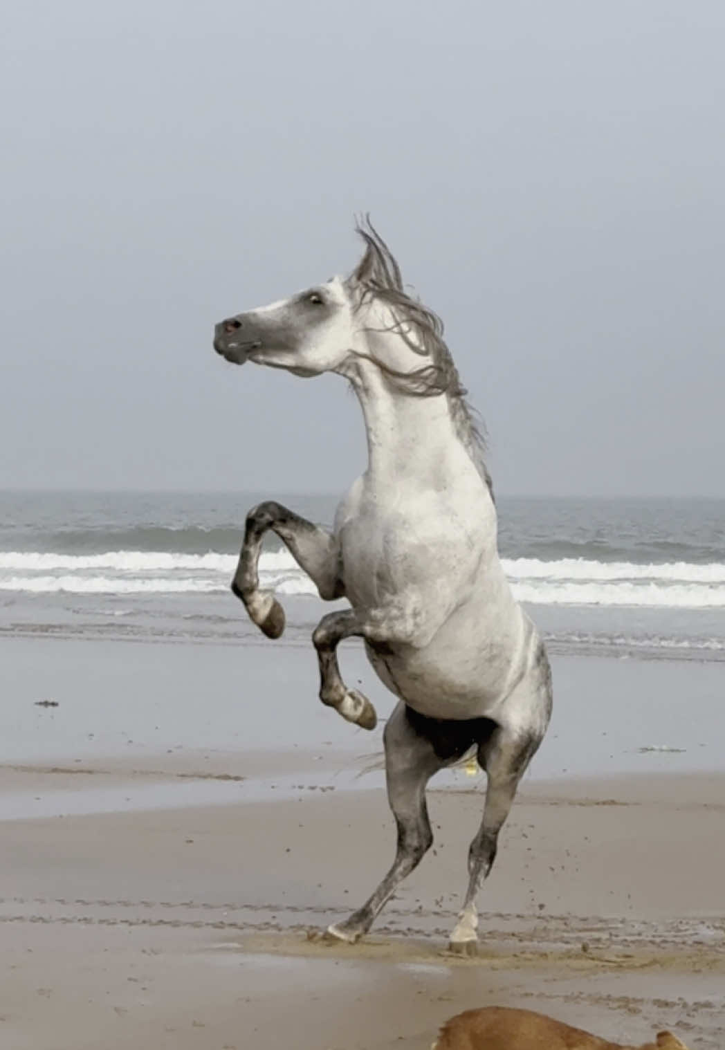 Najem : It longs for freedom, with the proud Arab blood running through its veins.  How much we love him 🩶 👉🏼 We are a Travel Agency based in Essaouira (Morocco). Join us for an unforgettable horseride holidays. Ride the best horses in town, and meet the best team of riders.  . . . . . . #horses #horsesoftiktok #horse #horsetok #equestrian #fyp #cheval #fypage #viral #viralvideo #pferd #horsesontiktok #лошадь #horselove #essaouira #morocco #lovak #caballos #cavalli