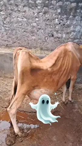 KTM douk@RS-RANA-FF⛎ @RS-RANA-FF⛎ @farukmotors #foryou #foryoupage #video #new #funnytiktok #viral #tiktok #trending 