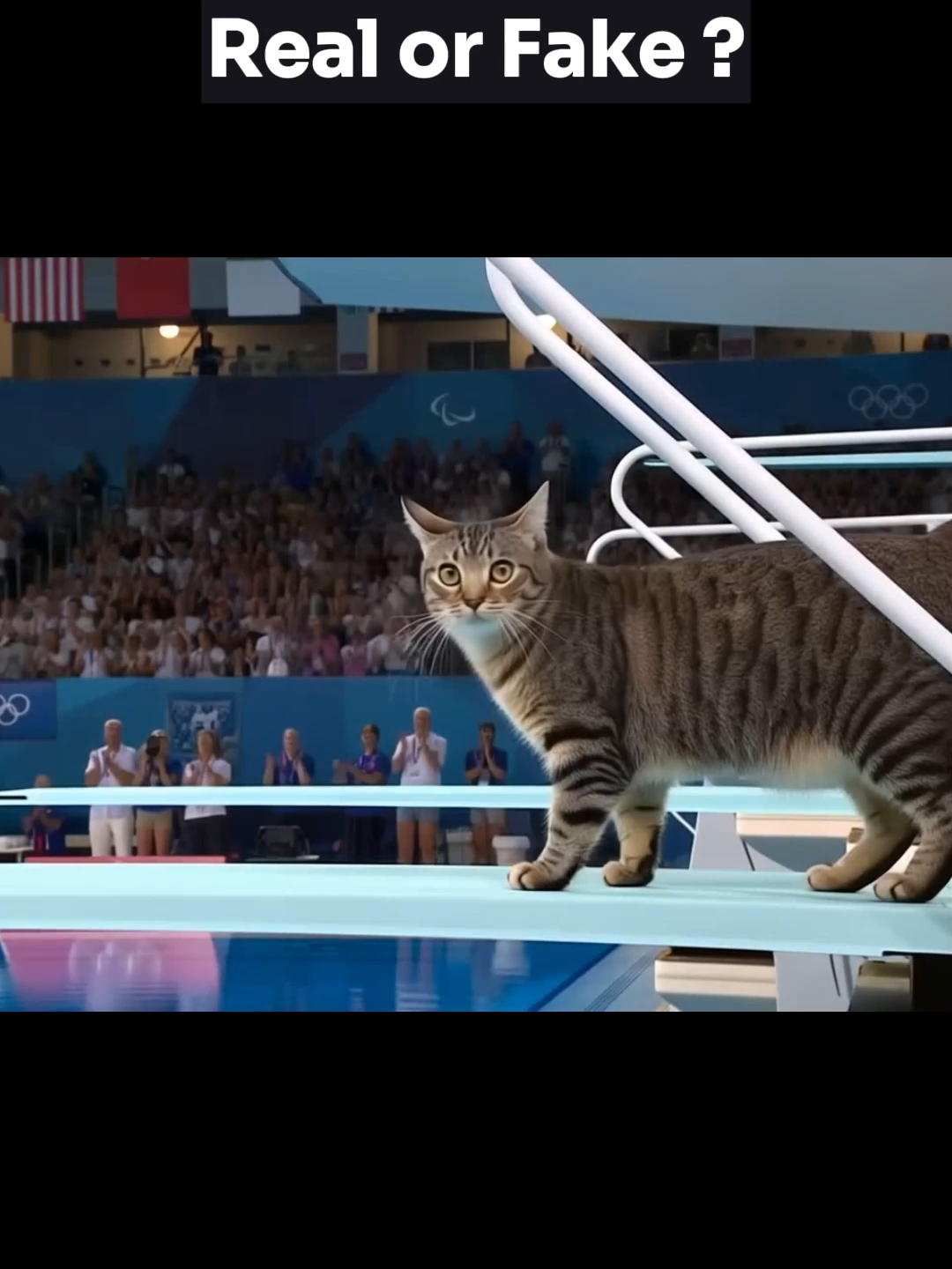 Olympics for Animals created with @hailuoai_official #hailuo#minimax#gatos#michi#olimpiadas #cat #panda #pets#PetsOfTikTok