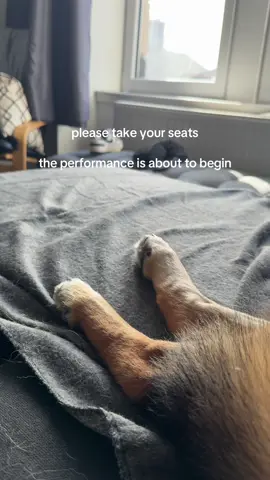 Enjoy and be amazed 🎹 #dogpack #rescuedog #germanshepherd #dogsoftiktok 