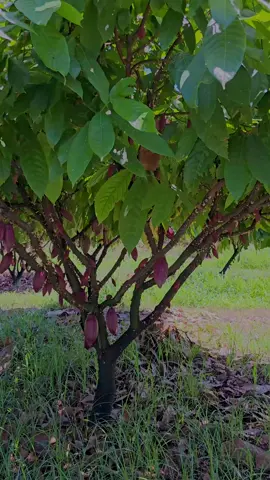 Se você também deseja receber a consultoria da TFR em sua lavoura, entre em contato com nossa equipe aqui pelo instagram ou por nosso whatsapp (75) 98119-2116 e tenha a melhor consultoria de cacau do Brasil! #CACAU #agro #lavoura #roça