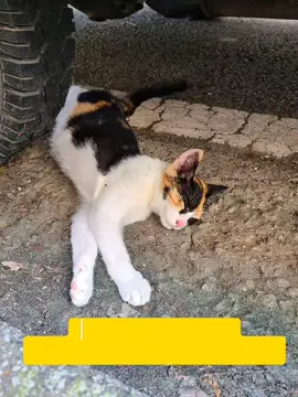 My family I met on the road  #고양이 #cat #반려동물