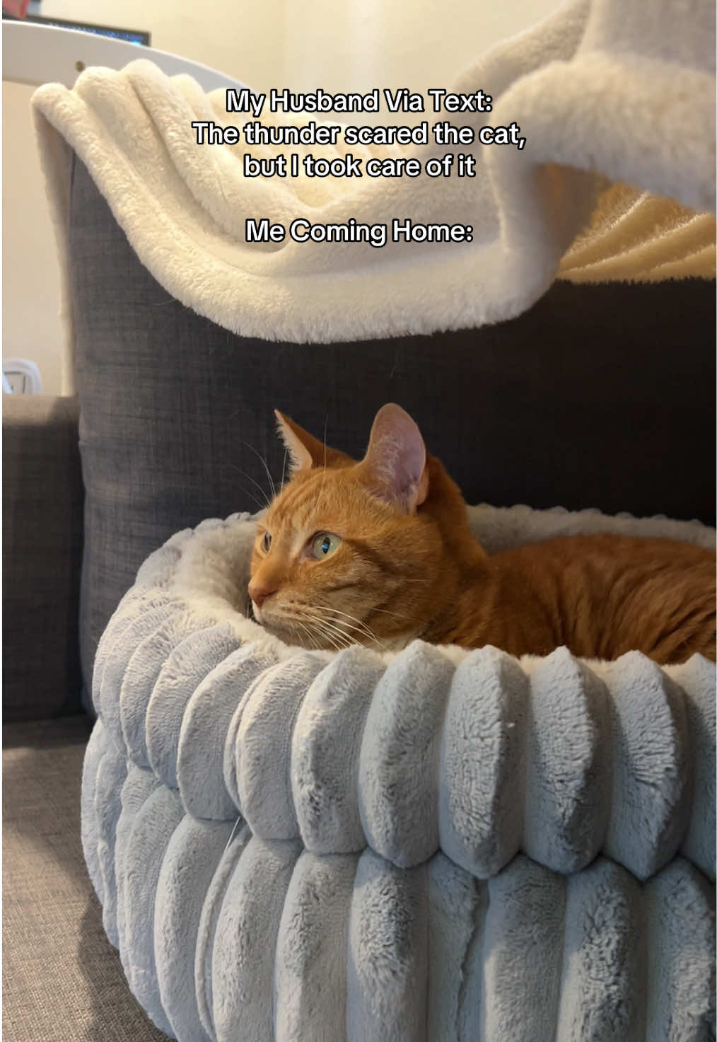 That he did #PetsOfTikTok #catsoftiktok #cat #cats #husband 