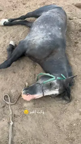 #خيل_عربي_اصيل 