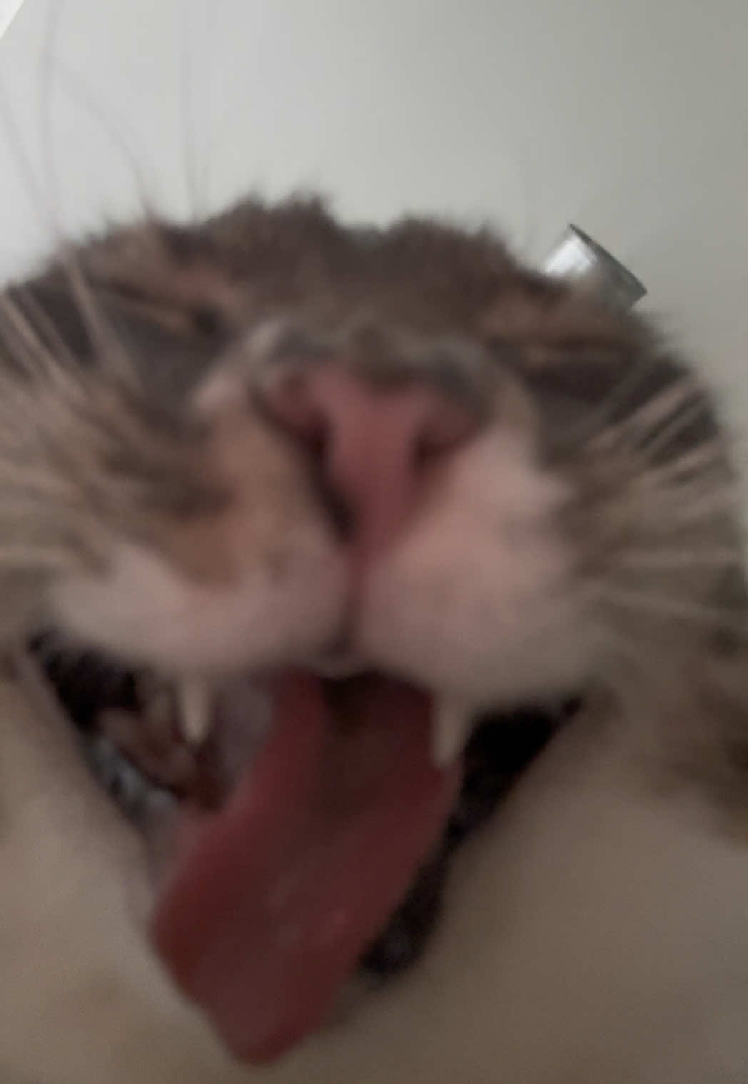 I love this audio it’s just so rigby cat #rigbycat #catsoftiktok #catcontent #fyp #sillycat #funny 