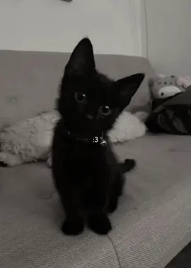 I love black cats #blackcats #catvideos #pintrest #cat #ilovecats #viral