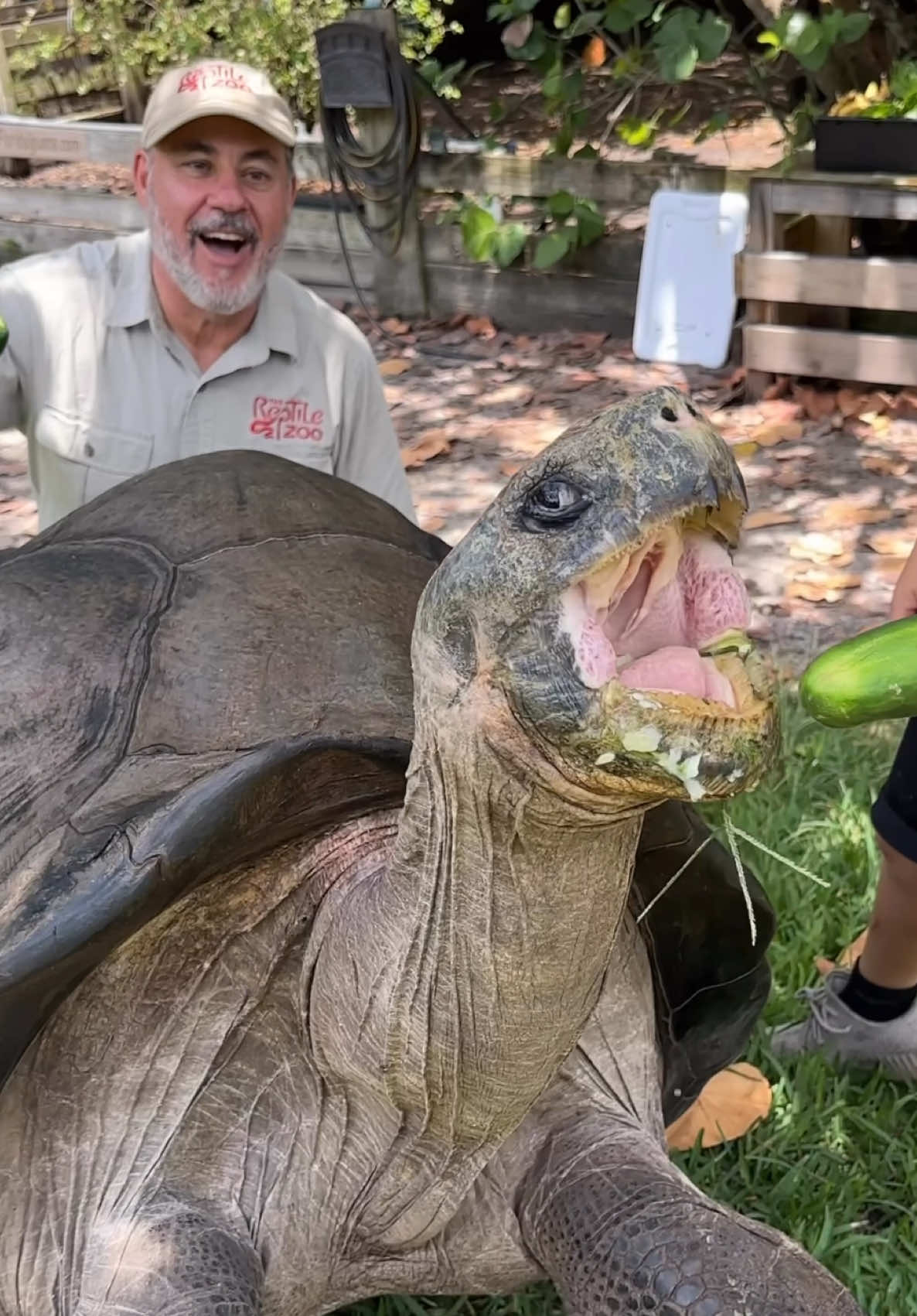 Biggest Tortoise he has ever seen😳 Getting to feed these giants is always a blast🙌 They’re gentle giants and this guy is over 100 years old🤯 I’m sure he has seen more then we could even imagine, if only they could tell their story😅 Such a beautiful and peaceful animal, maybe their lax lifestyle is the key to living a long life🧐😁