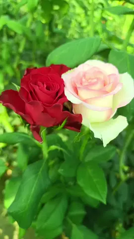 ‏:لقد أخطأنا في حق أنفسنا حين ظننا أن كل القلوب تشبه قلوبنا 🌹🌹🌹🌹 🥀🥀 عالم الورد 🥀🥀 من وين بتشاهد الفيديو .. 