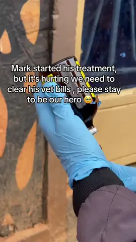 #animalsoftiktok 