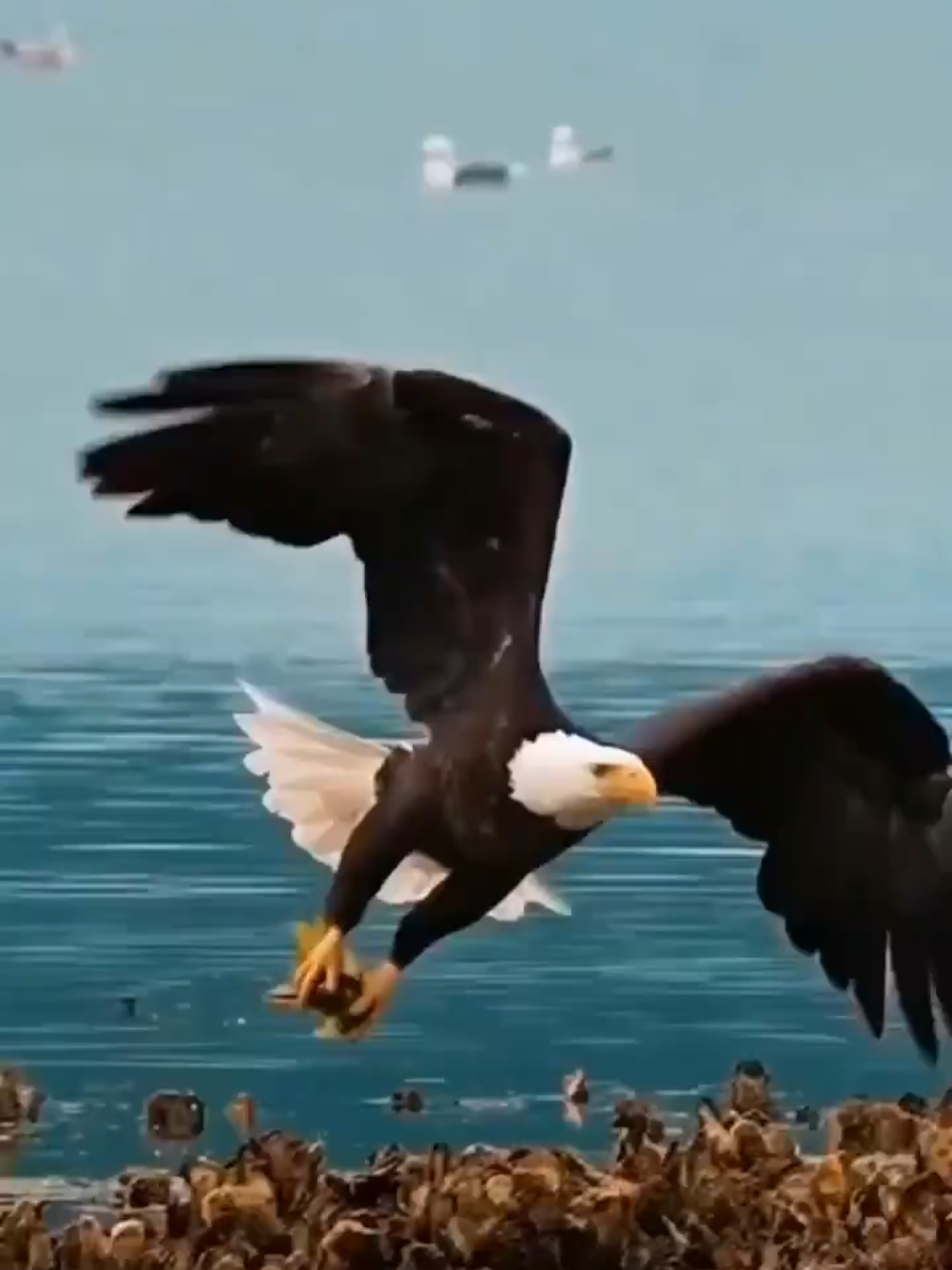 #eagle #trending #viral #video #entertainment #usa #UK #fyp 