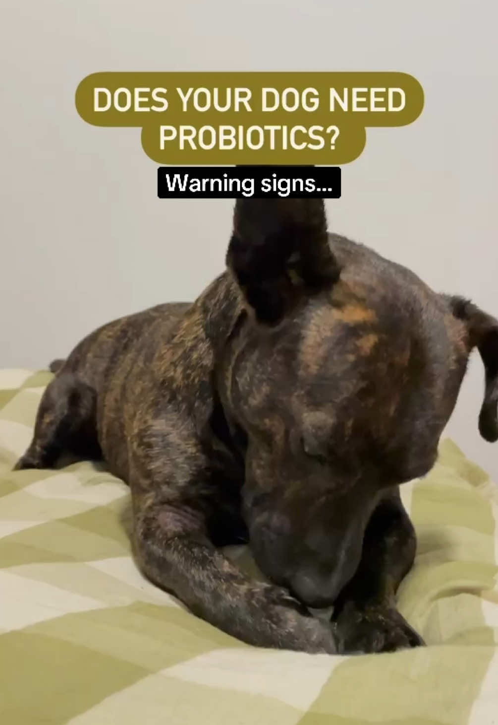 The reviews are what really touched my heart ♥️  #dogprobiotics #dogguthealth #doghealthtips #doghealth #dealsfordays 