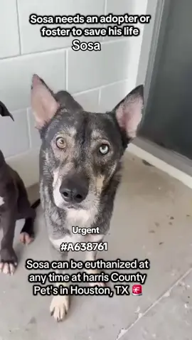 ‼️URGENT‼️ OUT OF STATE ADOPTION IS POSSIBLE.  Sosa is on the urgent list he can be euthanized at any time at harris County Pet's in Houston TX. Sosa needs an adopter or Foster to save his life ‼️ Name . Sosa  ID #A638761  Co kenneled  Dog Army.  If you can foster or adopt please fill out an application @savinghoustonspets  Please message me if you have any questions  📍Address  Harris County Pet's shelter.  612 Canino Rd in Houston TX  #adopt #foster #rescue #fosteringsaveslives #fyp #shareifyoucare #savealife #adoptdontshop #urgentshelterdogs 
