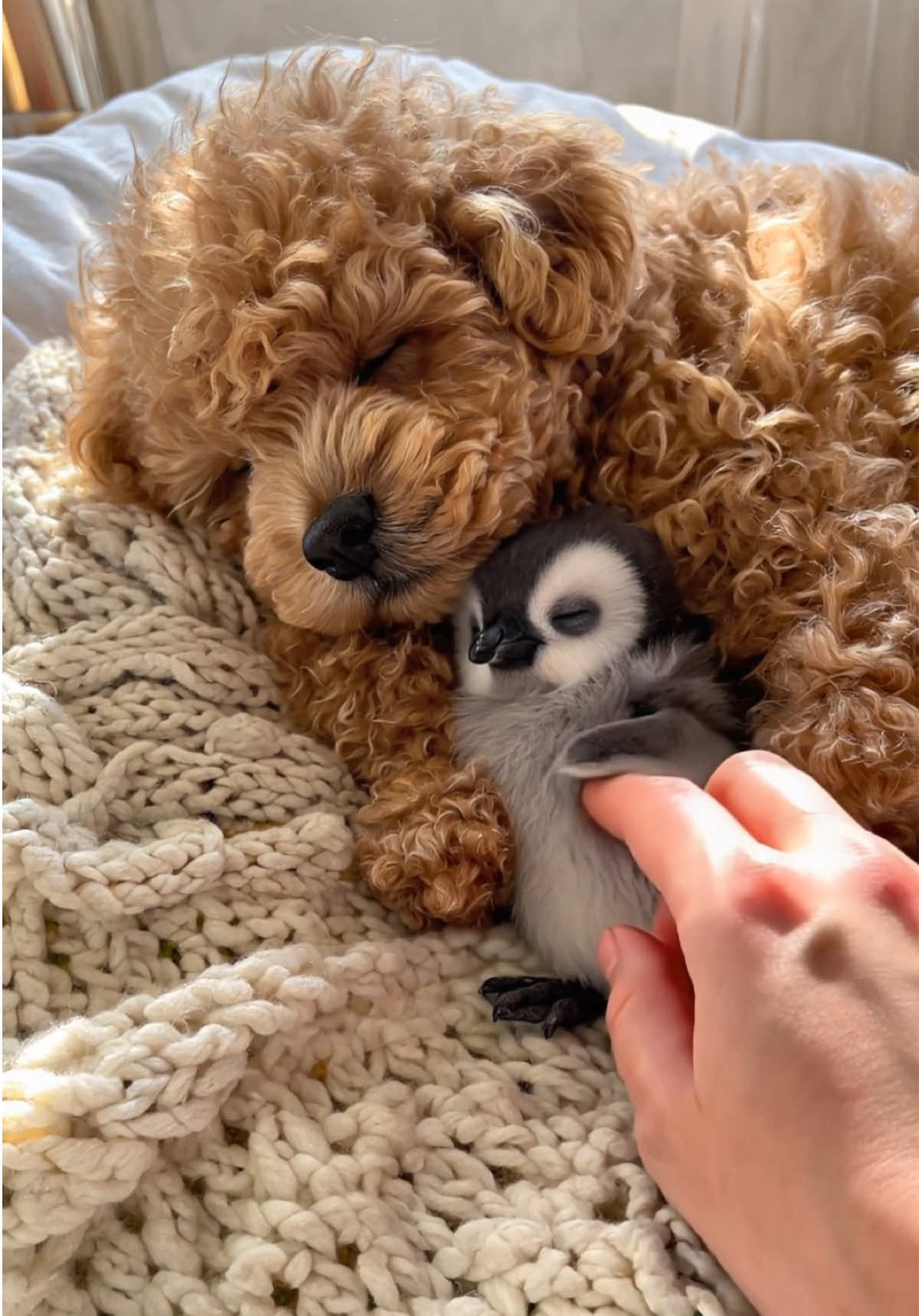 Penguin found a nap buddy 😴🐶🐧 This baby penguin made a new friend… and they both fell asleep together 🐧🐶💤 If this isn’t the softest thing you’ve seen today, I don’t know what is. Follow for more gentle, fluffy moments 🐾✨#penguin #cuteanimals #cute #sleepy #poodle #dog #sleep #fluffy 