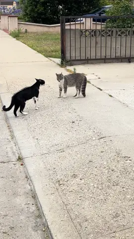 cat fight🐈‍⬛ who won that??😭 #catsoftiktok #cat #catfight #fyp #foryoupage #fypシ #lol #baddies #baddieseast #baddieswest #baddiebaddieshotoclock #natalienunn 