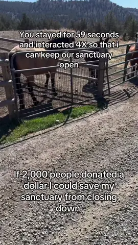 Click the link in our bio to support! Every pledge you make means the world to us—and to the horses 🐎 we’re rescuing. Thank you! 🐾 . Scandal at happy hearts sanctuary 😂 Look who I caught flirting up a storm - Boomer and Blue 🩵💙 Boomer is a very special boy and lives in his own paddock with plenty of neighbors as he doesn’t play nicely with other horses, dogs or people some times.  So he has his own apartment, space and friends with a fence to keep him and them safe.  On one side he has Lady Blue who he adores.  When Read’s long time love Vegas passed away of old age he stood with her until her body was removed.  Then we brought him a selection of mares who he didn’t take to until he set eyes on Blue.  She was happy as it has meant access to more food, a stream, plenty of shade AND attention from her next door neighbor Boomer.  So now what’s a girl to do with two suitors either side - well she’s going to do just this and spend time with both to keep them and herself happy 😃 And they are one happy threesome of horses and Boomer is in heaven.  Better than any soap opera or reality tv show - Skydog on any day of the week ❤️ You’re welcome and enjoy the end of your weekend 😂 #skydogblue #skydogboomer #skydogread #passthesafeact #defundtheaip #mustangsanctuary #emptythepens #livewildstayfree #mustangsmatter #stoptheroundups  #wildhorses #savedfromslaughter #killpenrescue #skydogwaldo #passthesafeact #emptythepens #livewildstayfree #adoptblmburros #wilddonkey #donkeysmatter #skydogburros #stoptheroundups #donkeysanctuary  #savedfromslaughter #killpenrescue #rescuedoneright #nationalgeographic #10millionviews 