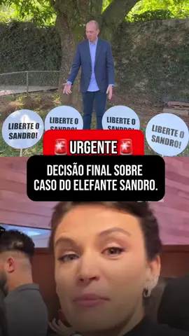 🚨URGENTE🚨 DECISÃO FINAL SOBRE CASO DO ELEFANTE SANDRO!