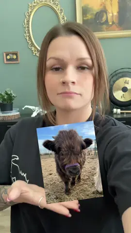 His name is Bandit the Mini Bull and welcome to his channel 🐮⭐️ #bet #banditandbritt #highlandcow #farmlife #homestead #fyp @TractorSupply #moo #minicow #BougieCow #minihighland #minibull 