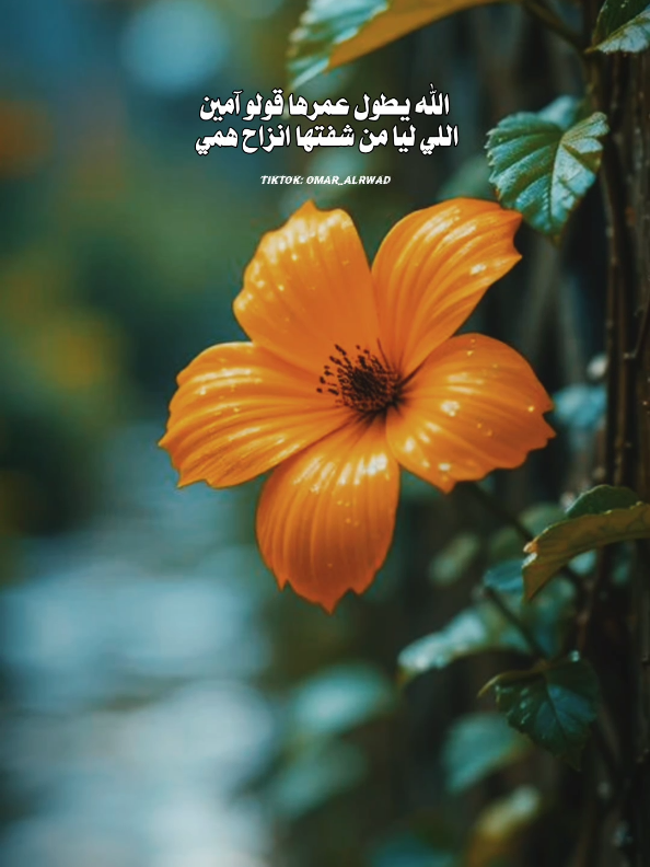 وان قيل منهي قلت ماغيرها امي ♥️ #بوح_القصّيد🎼 #عمر_الرواد #شعروقصايد #قصيده 