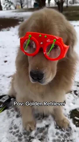 Golden Retrievers 🤣❤️ #goldenretriever #golden #goldenretrieverlife #dogsoftiktok #dog 