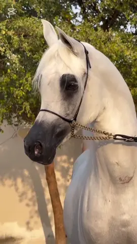 #عاشقة_الخيل🐎❤ #العين_يانور_العين #شيلات #غريب_ال_مخلص #خيل_وخياله🐎 #خيول_عربية_اصيلة🐎❤ #اعادة_النشر🔃 #مجرد________ذووووووق🎶🎵💞 #اكسبلور 