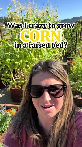 Was I crazy to grow corn in a raised bed? You can be the judge of that… 🌽 