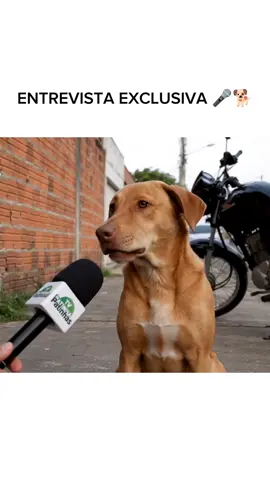 🎤🐶 ENTREVISTA EXCLUSIVA! O famoso caramelo do bairro resolveu abrir o jogo e contou por que ele corre atrás de motoqueiro! 🏍️💥 Se você tem uma Titan... corre! 😂 #CachorroCaramelo #ViraLataBR #MemeDoDia #EntrevistaDeRua #HumorBrasileiro #TVPatinhas #PoucasIdeia 