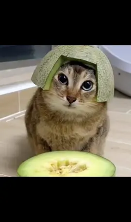 Tole tole/ mei mei #tole #chillgato #meimei #chillgato #tiktok #cat #fyp #funny 