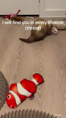 #ferrets #ferretslove #ferretsforadoptions 