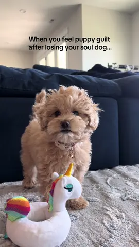 The puppy guilt is real. But I know that Sachi’s spirit and love live on forever.  #puppiesoftiktok #dogsoftiktok #poodle #dogloss #souldog 